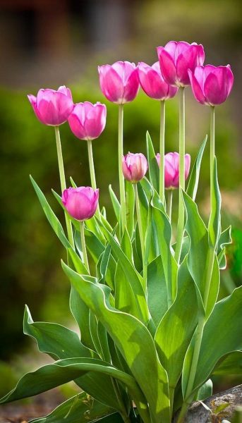 hình ảnh hoa tulip hồng đẹp tươi mới