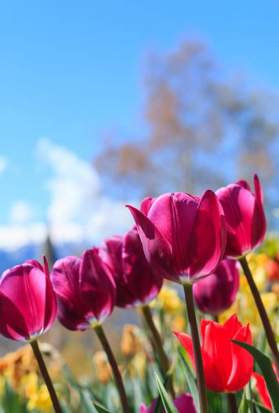 hình ảnh hoa tulip khoe sắc