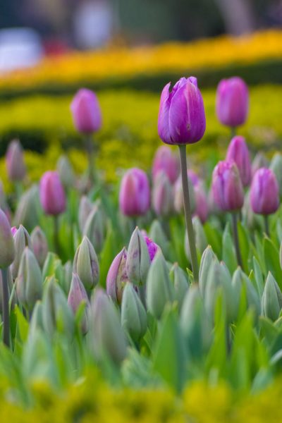 hình ảnh hoa tulip màu tím hồng