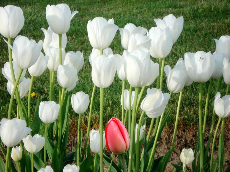 hình ảnh hoa tulip màu trắng xinh đẹp