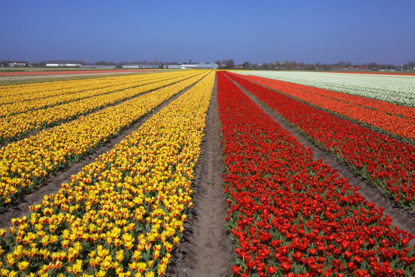 hình ảnh hoa tulip thành từng dãy