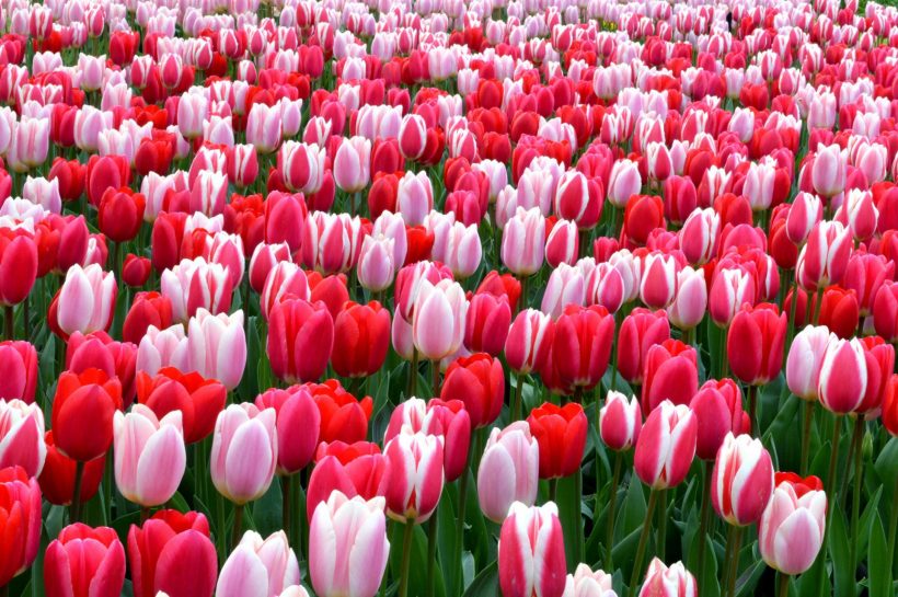 hình ảnh hoa tulip trên cánh đồng