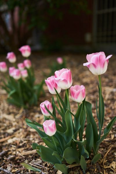 hình ảnh hoa tulip xinh xắn
