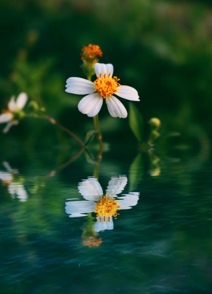 hình ảnh hoa xuyến chi dưới nước