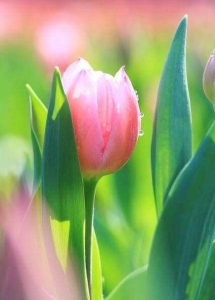 hình ảnh nụ hoa tulip màu hồng cam chớm nở