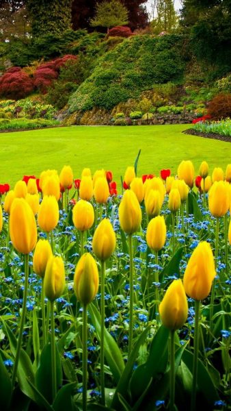 hình ảnh vườn hoa tulip vàng đỏ
