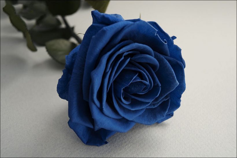 hình ảnh ý nghĩa Hoa hồng xanh