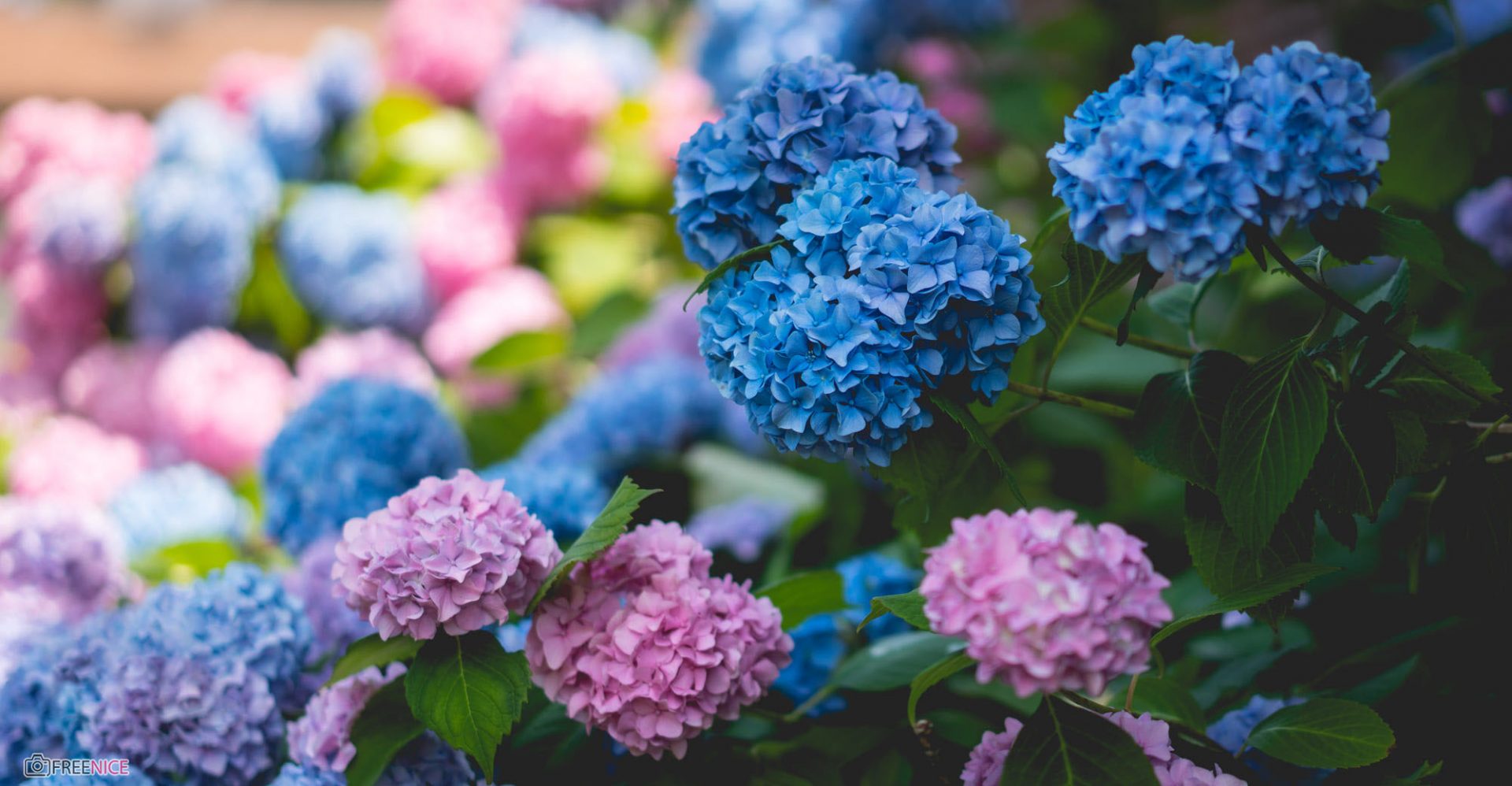 Hoa cẩm tú cầu không chỉ đẹp mắt mà còn rất tinh tế và ý nghĩa. Với sự khéo léo trong ánh sáng và bố cục, các bông hoa này sẽ mang đến cho bạn một trải nghiệm thực sự đáng nhớ.