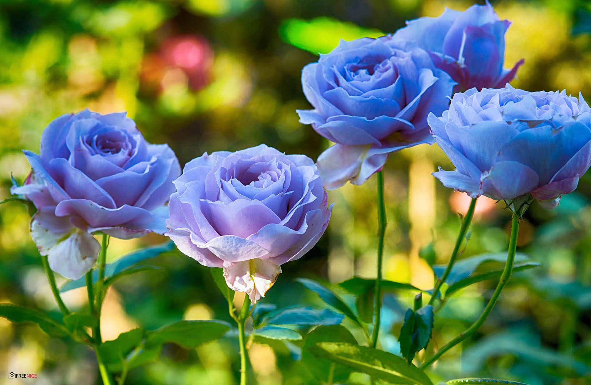 Hình ảnh, ý nghĩa hoa hồng xanh đẹp tượng trưng cho tình yêu bất diệt