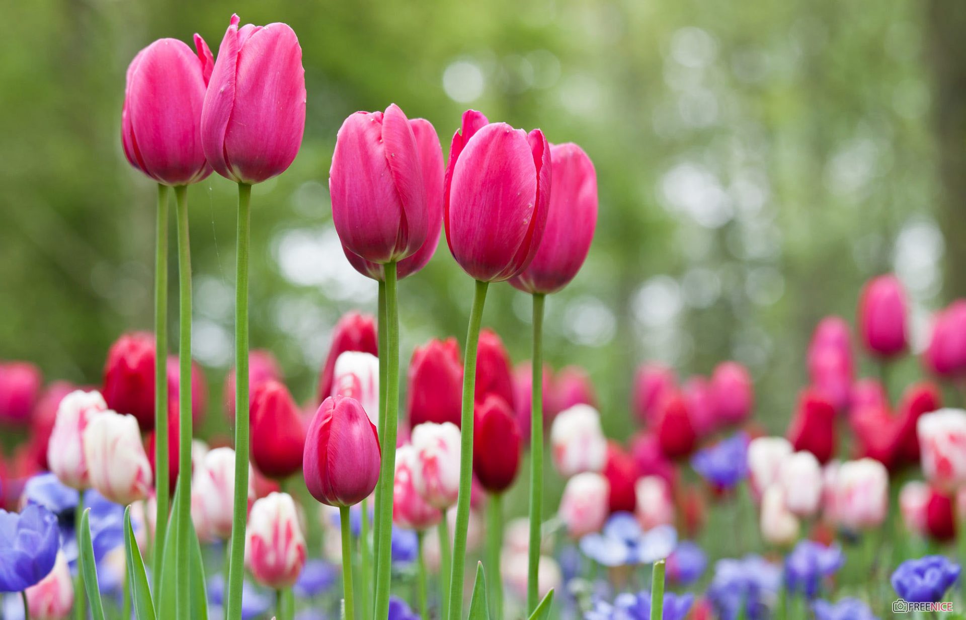 Hình Ảnh Ý Nghĩa Hoa Tulip Đẹp Ngọt Ngào, Dịu Dàng Nhất