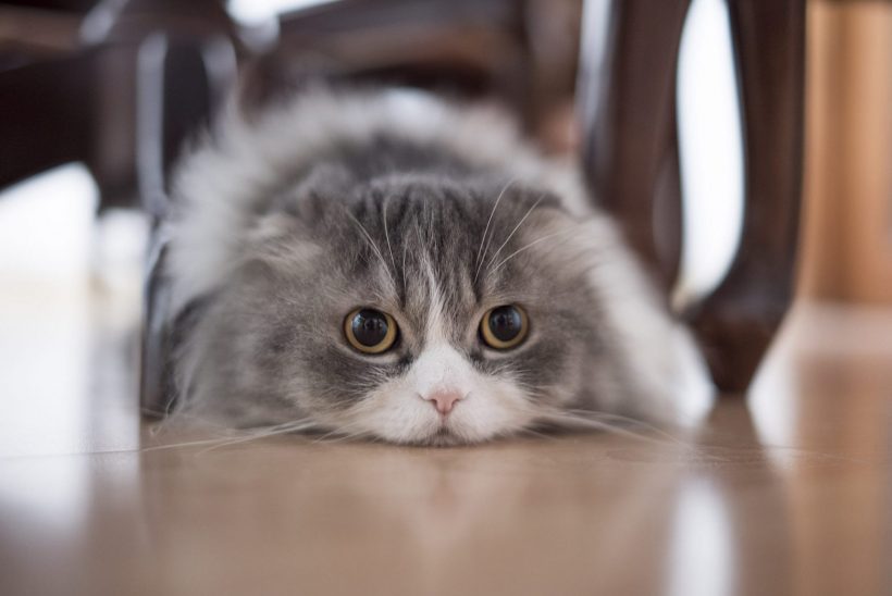 hình nền con mèo béo mặt buồn nằm dưới ghế
