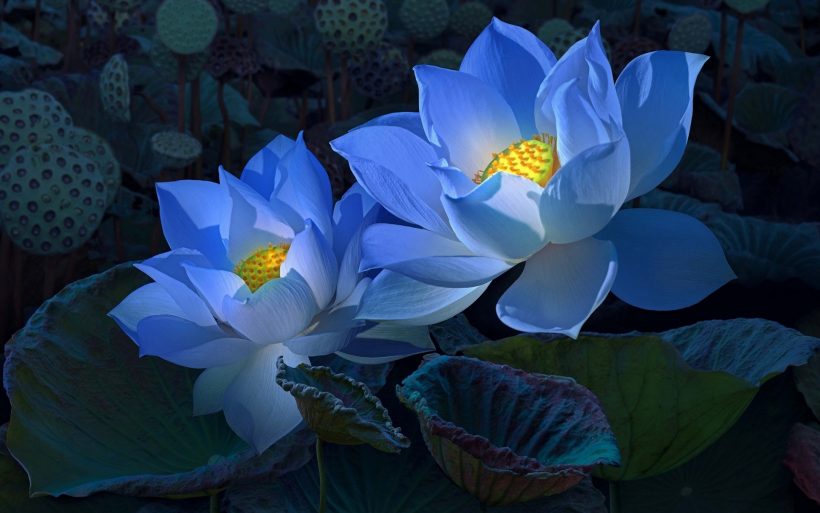 hình nền hoa sen xanh nở giữa đầm đẹp nhất
