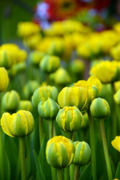 hình nền hoa tulip vàng đẹp