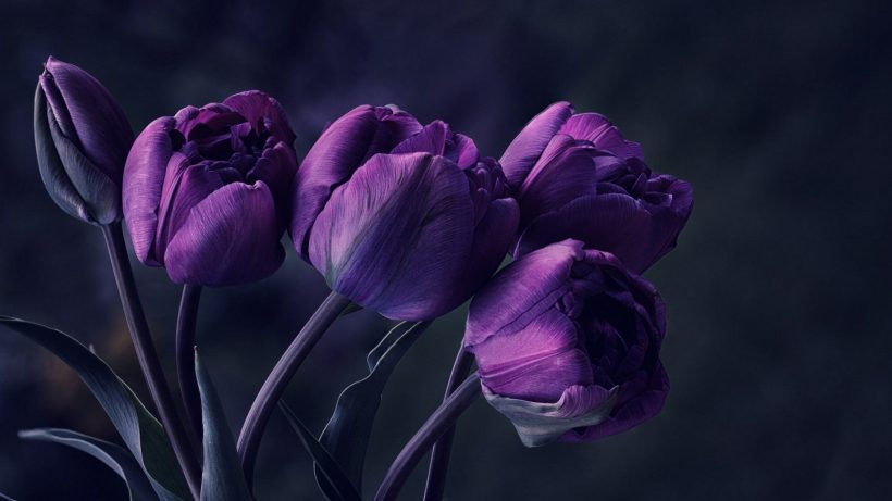 hình nền màu tím cute hình hoa