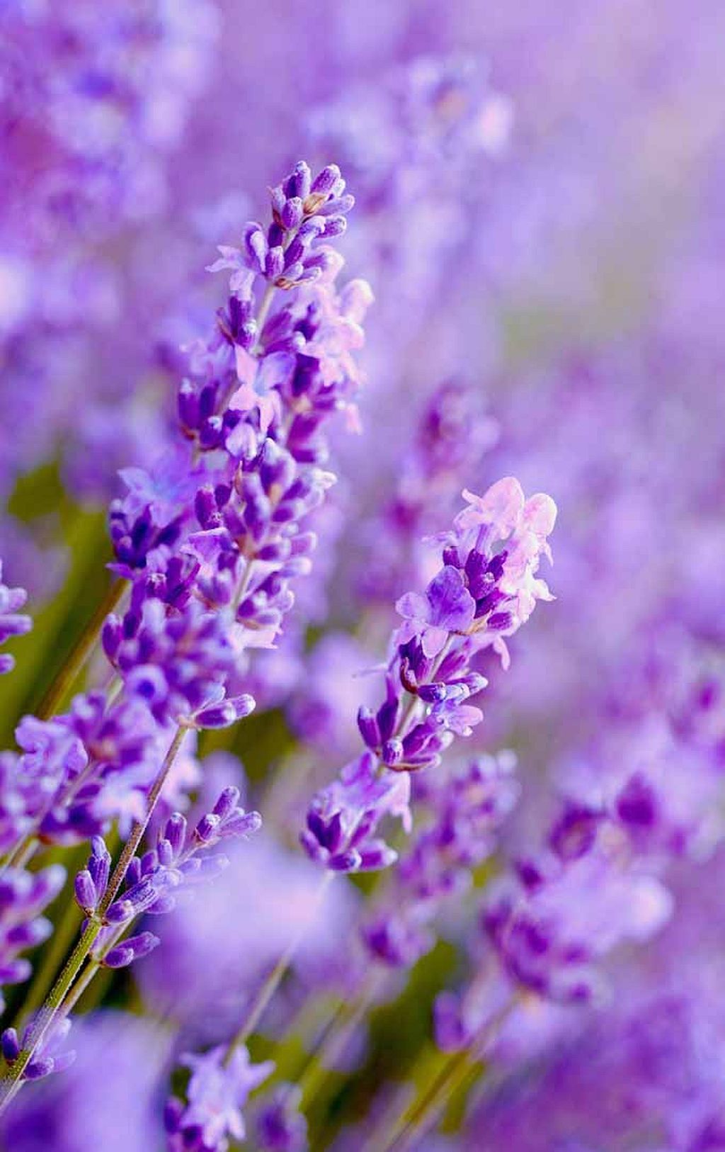 Tìm hiểu với hơn 111 hình nền bông hoa màu tím tuyệt vời nhất ...