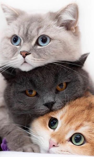 Hình ảnh mèo Anh lông ngắn đẹp đa dạng màu