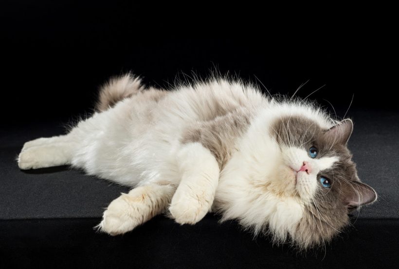 Hình ảnh mèo Ba Tư đẹp chụp nghệ thuật