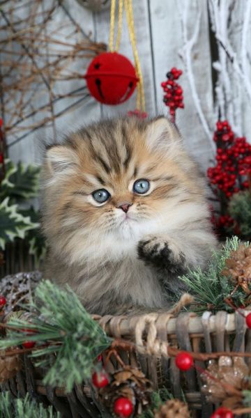 Hình ảnh mèo Ba Tư đẹp cute