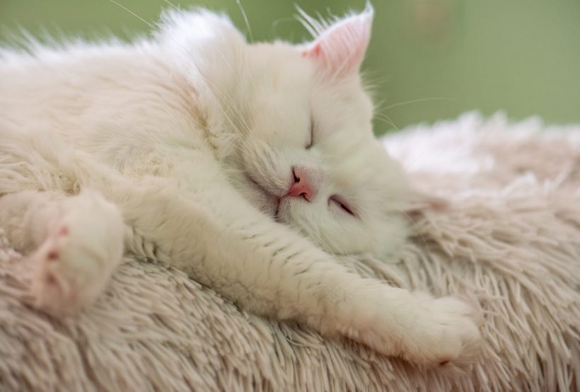 Hình ảnh mèo Ba Tư đẹp lông trắng