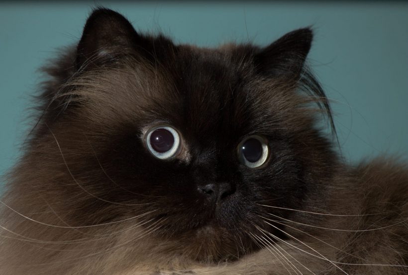 Hình ảnh mèo Ba Tư đẹp màu lông lạ