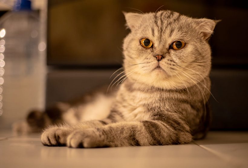 Hình ảnh mèo Tai Cụp đẹp béo ú