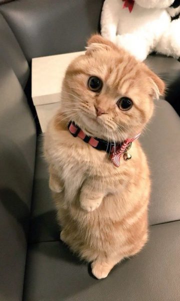Hình ảnh mèo Tai Cụp đẹp cute