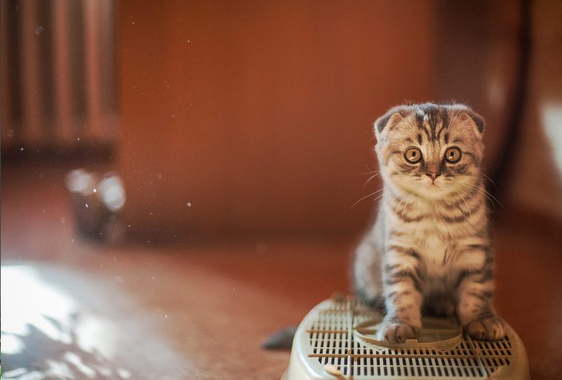 Hình ảnh mèo Tai Cụp đẹp dế thương