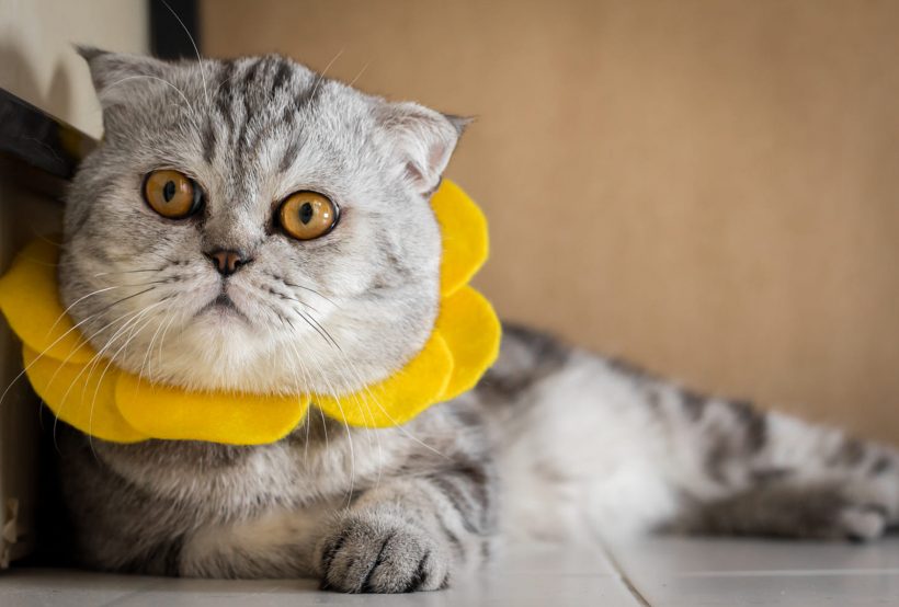 Hình ảnh mèo Tai Cụp đẹp đeo hoa