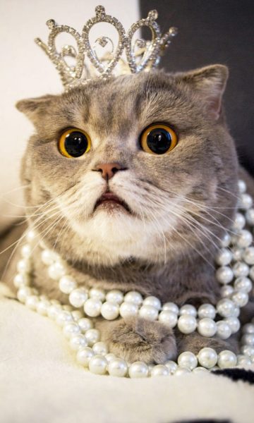 Hình ảnh mèo Tai Cụp đẹp đội vương miện