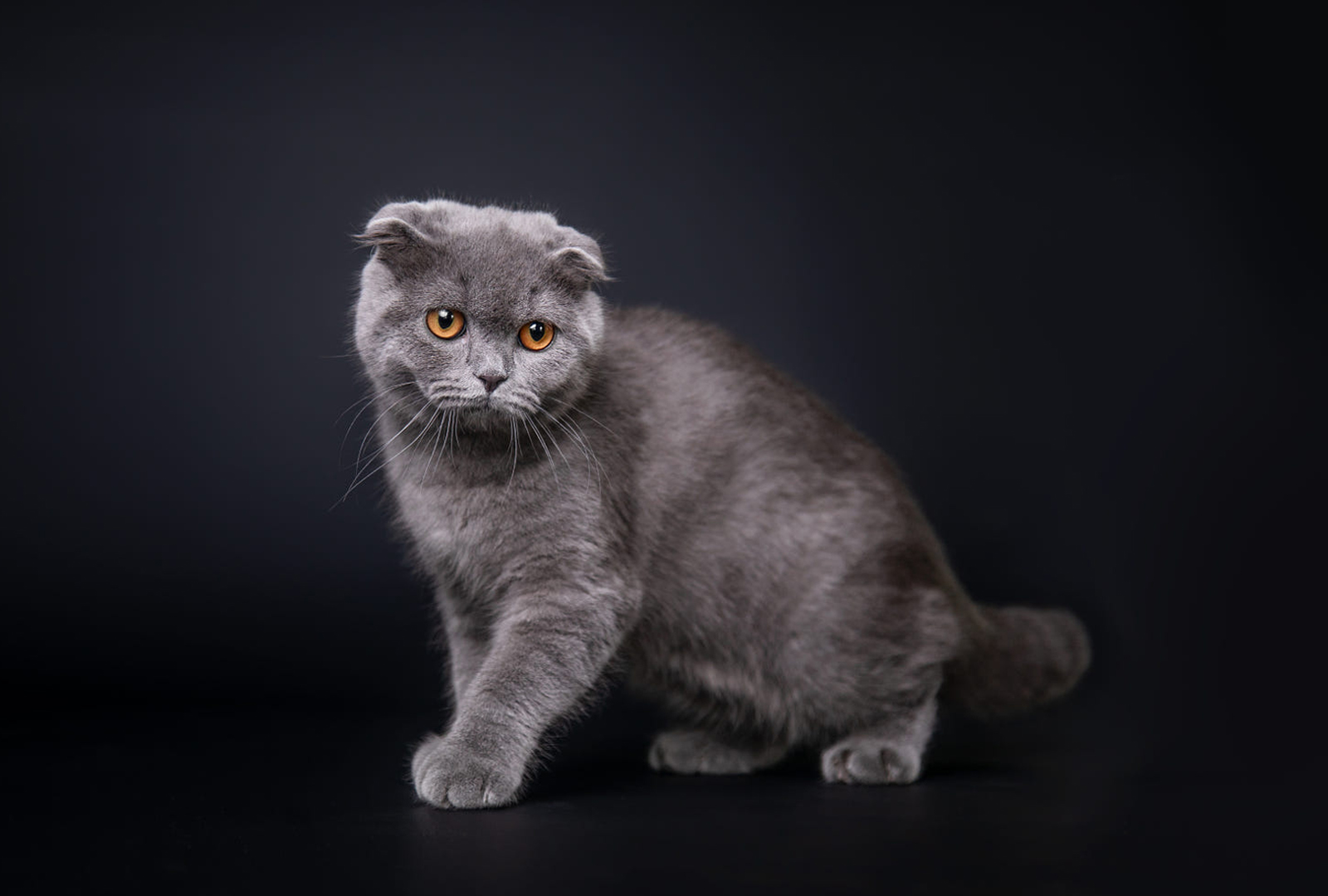 Hình Ảnh Mèo Tai Cụp Đẹp, Dễ Thương, Đốn Tim Giới Yêu Thú Cưng