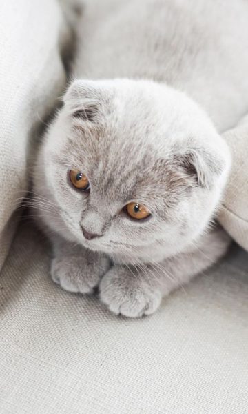 Hình ảnh mèo Tai Cụp đẹp lông xám