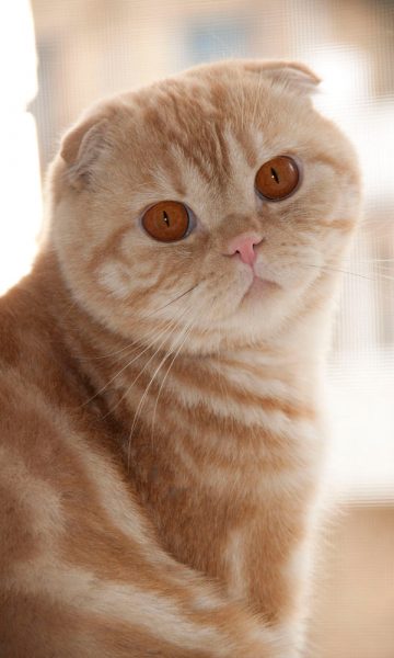 Hình ảnh mèo Tai Cụp đẹp mắt vàng