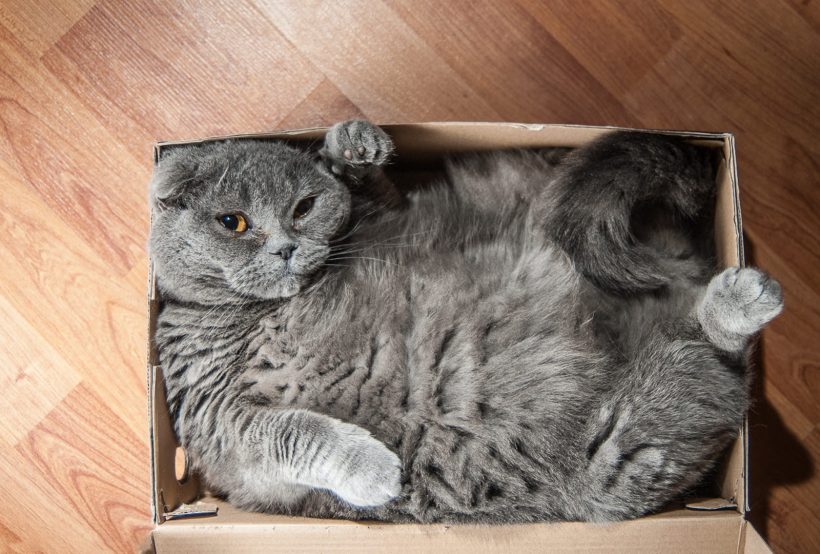 Hình ảnh mèo Tai Cụp đẹp nằm trong hộp