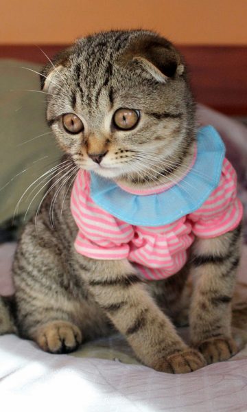 Hình ảnh mèo Tai Cụp đẹp xinh
