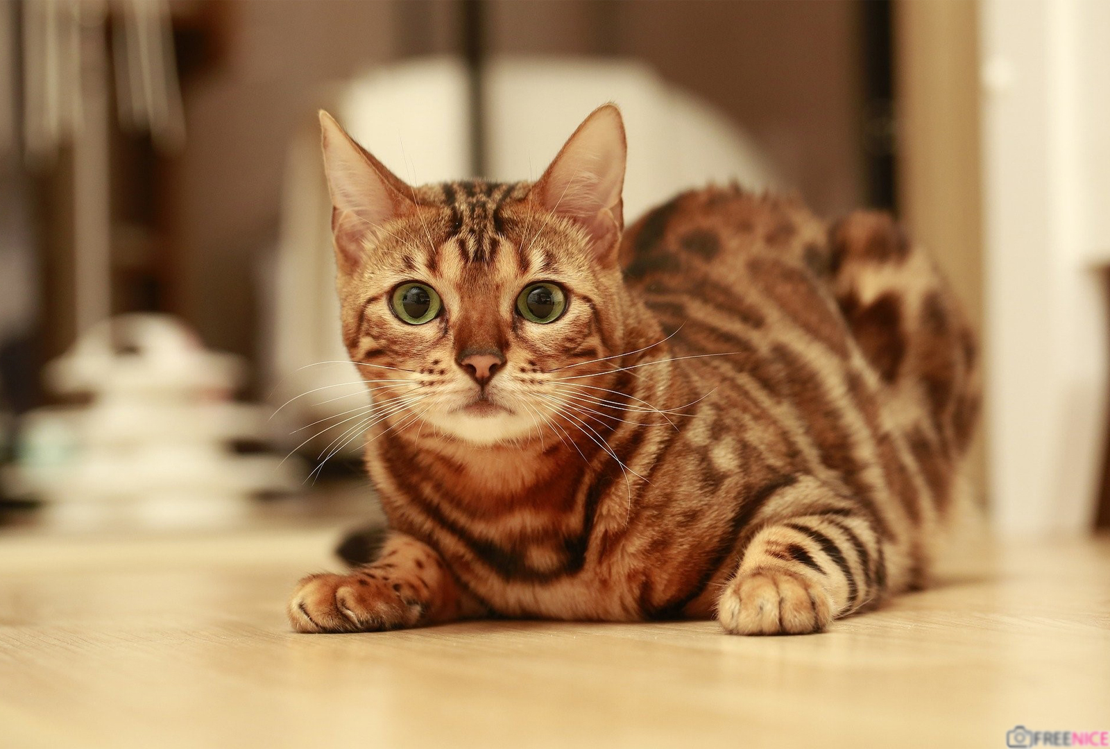 Hình ảnh mèo bengal - Chú mèo da báo ngộ nghĩnh