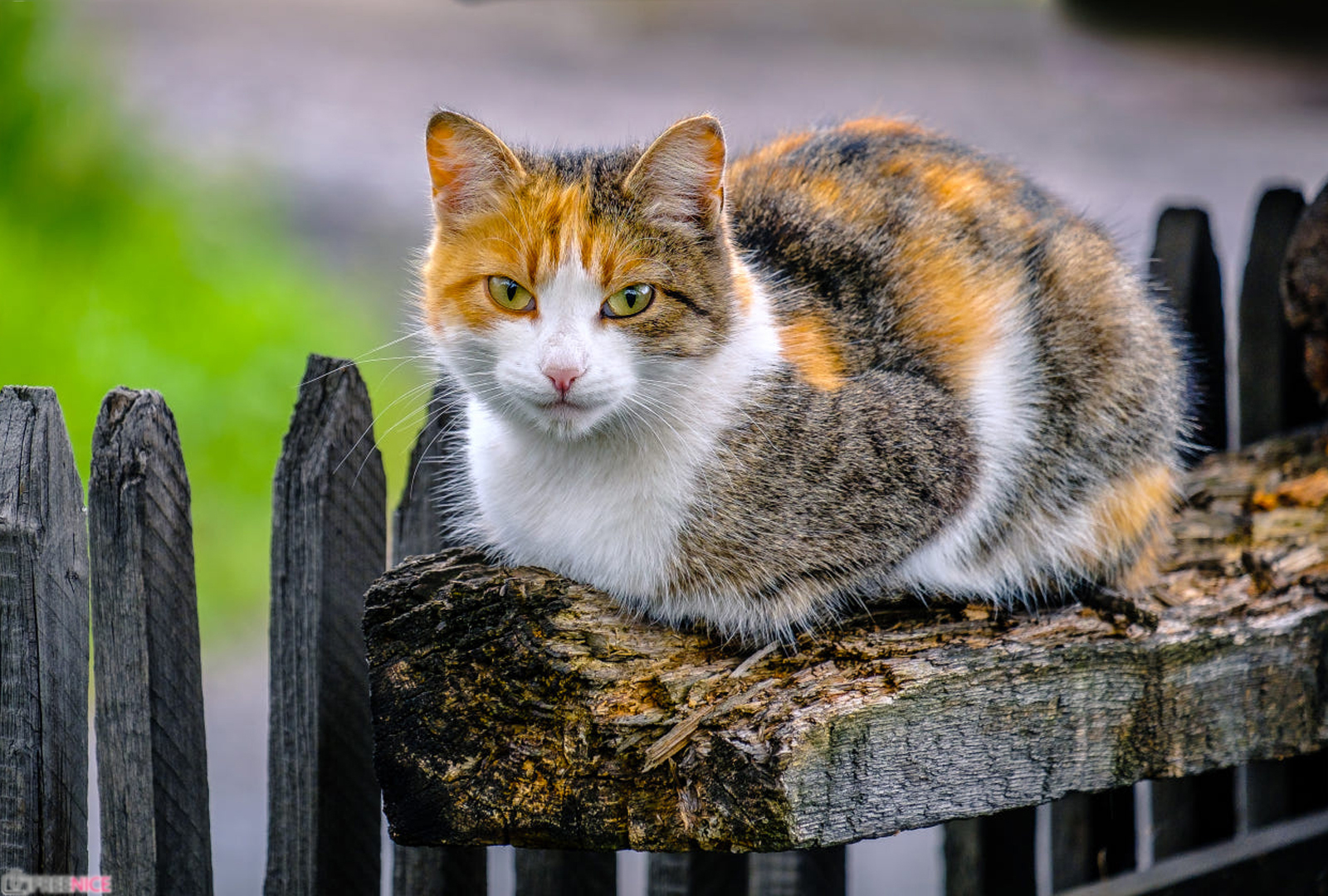 Hình ảnh mèo tam thể - Mèo lông 3 màu đẹp, đáng yêu nhất