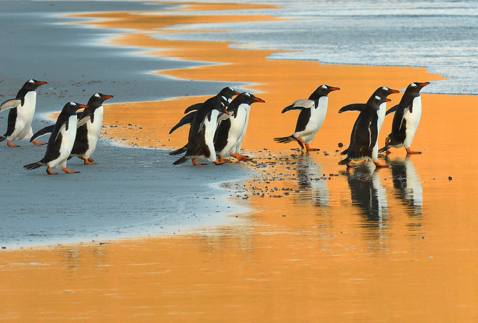 Tổng hợp 100 hình ảnh chim cánh cụt đẹp dễ thương siêu cute  PGD  Sơn Hà