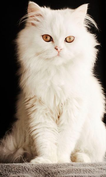 Mèo Ba Tư Chinchilla