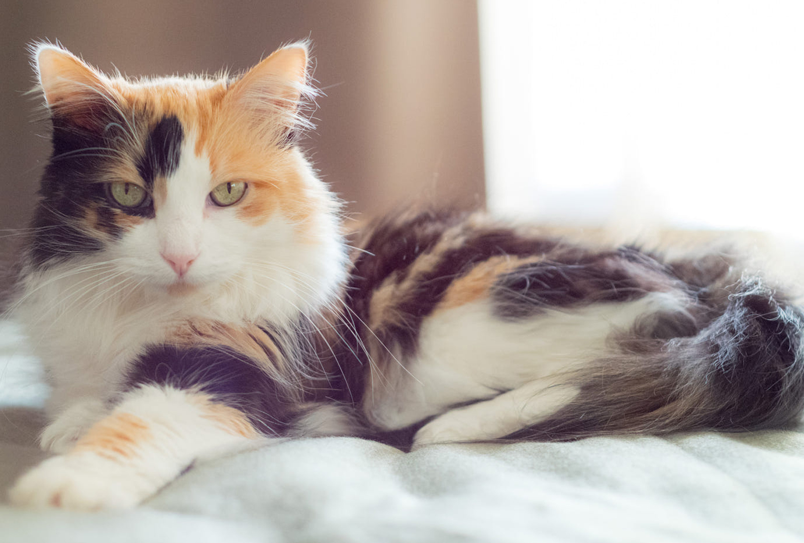 Mèo lông 3 màu (Three-Colored Cat): Chú mèo lông mịn màng và thu hút này được tạo nên từ ba màu sắc khác nhau trên cơ thể của nó. Bức ảnh này sẽ khiến bạn muốn sờ vào bộ lông mềm mại và cảm nhận tình cảm của chú mèo này.