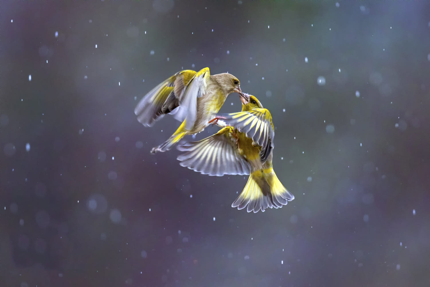 Những hình ảnh các loài chim đẹp và ấn tượng nhất dành cho máy tính 1  Chim  chóc sặc sỡ Bluebirds Chim đẹp