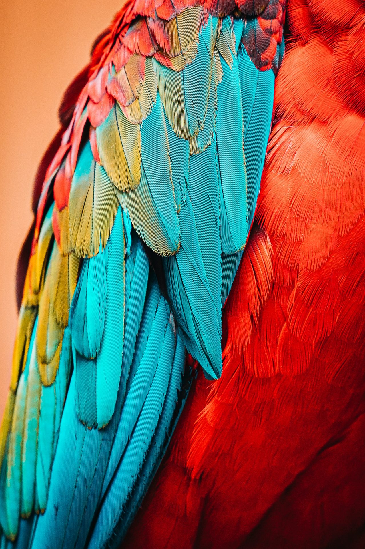 Hình Ảnh Những Loài Chim Đẹp Nhất Hành Tinh fullHD