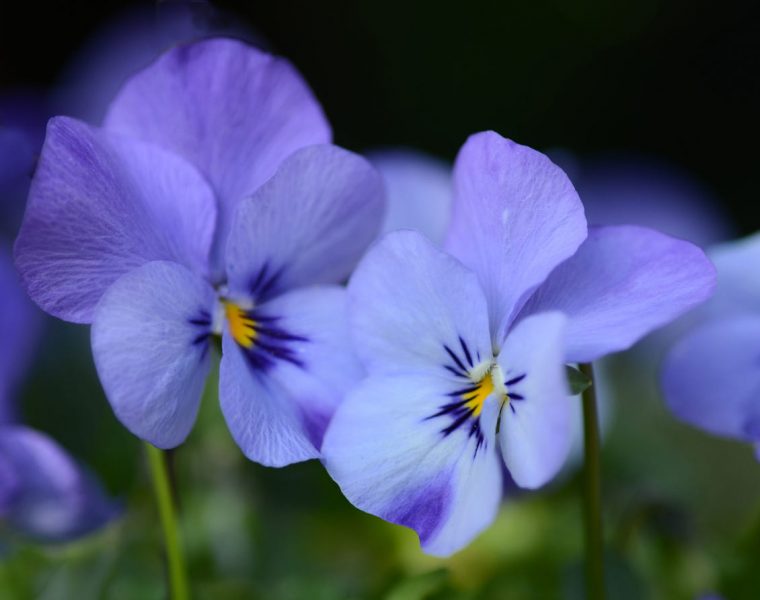 hình ảnh hoa Violet cận cảnh