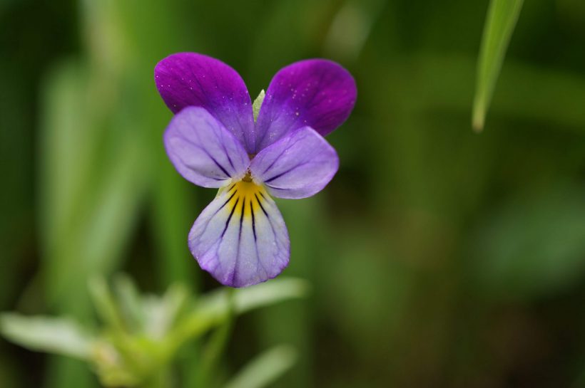 hình ảnh hoa Violet chất lượng cao