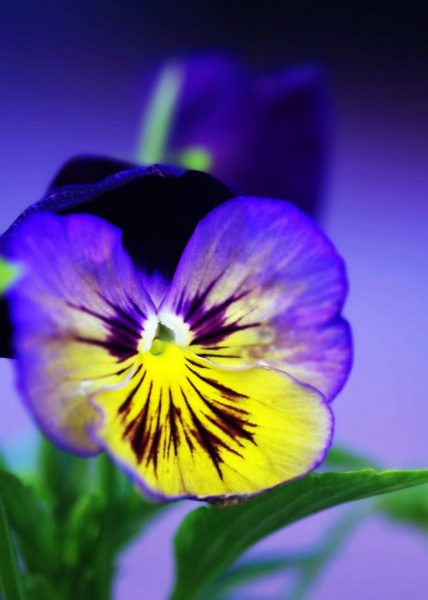 hình ảnh hoa Violet cho di động