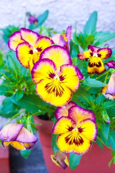 hình ảnh hoa Violet đa màu sắc
