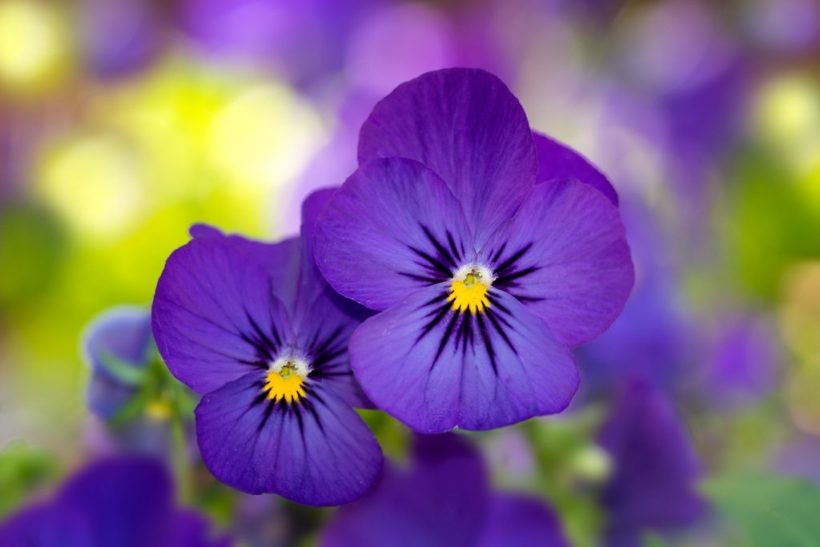 hình ảnh hoa Violet đẹp