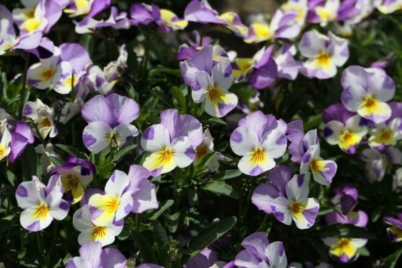 hình ảnh hoa Violet đẹp ấn tượng