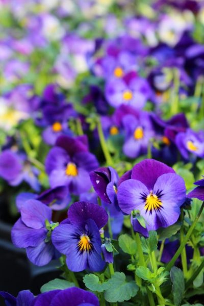 hình ảnh hoa Violet đẹp nhất