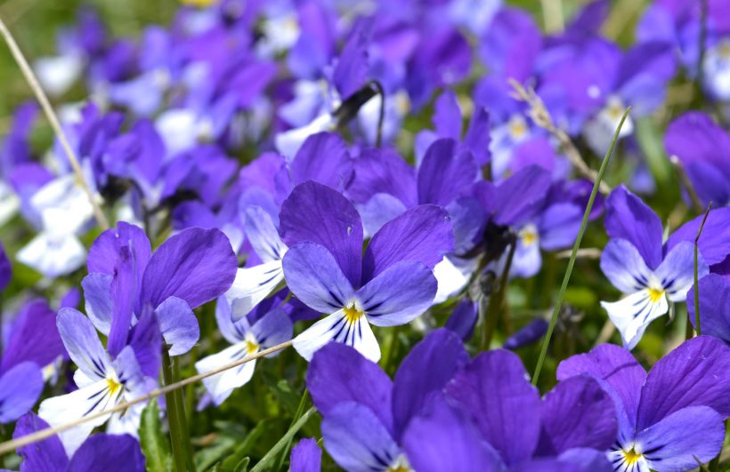 hình ảnh hoa Violet hoang dại