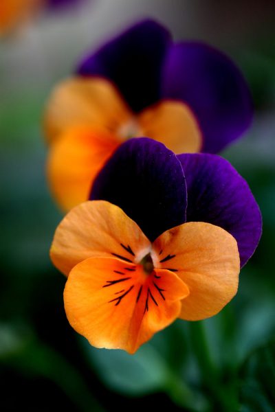 hình ảnh hoa Violet lạ mắt